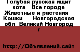 Голубая русская ищит кота - Все города Животные и растения » Кошки   . Новгородская обл.,Великий Новгород г.